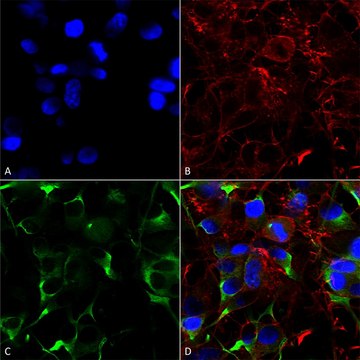 Monoclonal Anti-Gaba-B Receptor 1 - Fitc antibody produced in mouse clone S93A-49, purified immunoglobulin