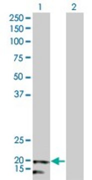 Monoclonal Anti-NDUFB5 antibody produced in mouse clone 5G5, purified immunoglobulin, buffered aqueous solution