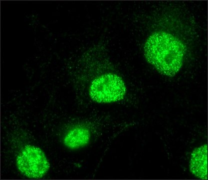 Anti-FAM48A /P38IP antibody produced in rabbit ~1.0&#160;mg/mL, affinity isolated antibody