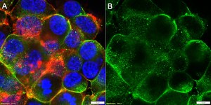 Anti-Neurexin-1 Antibody, clone 1J12 ZooMAb&#174; Rabbit Monoclonal recombinant, expressed in HEK 293 cells