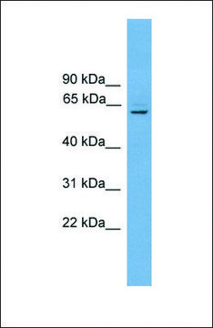 Anti-PLBD1, (N-terminal) antibody produced in rabbit affinity isolated antibody