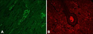 Monoclonal Anti-Vinculin antibody produced in mouse clone hVIN-1, ascites fluid