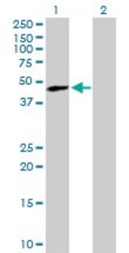 Anti-TREX1 antibody produced in mouse purified immunoglobulin, buffered aqueous solution