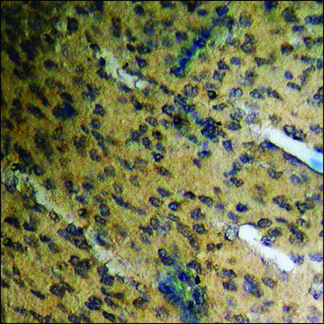 Anti-phospho-ETS1 (pThr38) antibody produced in rabbit affinity isolated antibody