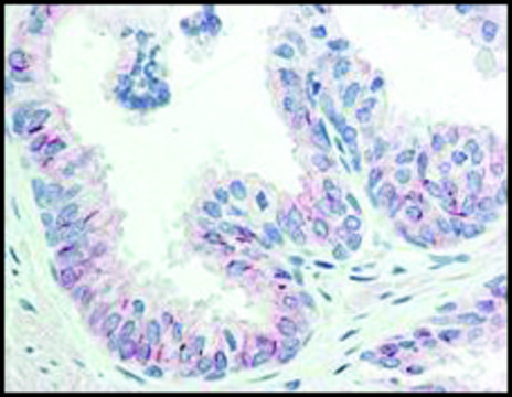 Monoclonal Anti-AKT pS473 antibody produced in mouse clone 17F6.B11, purified immunoglobulin