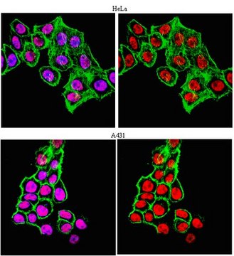 Anti-Sp1 Antibody from rabbit