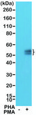 Anti-PD-1antibody, Rabbit Monoclonal recombinant, expressed in HEK 293 cells, clone RM309, purified immunoglobulin