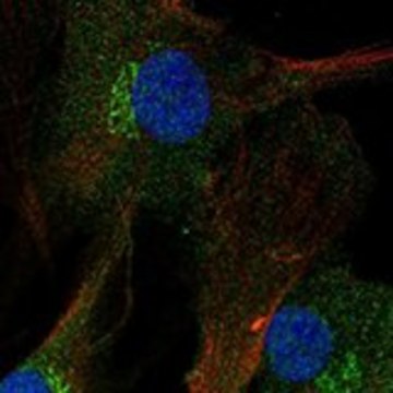 Anti-FNDC3A antibody produced in rabbit Prestige Antibodies&#174; Powered by Atlas Antibodies, affinity isolated antibody, buffered aqueous glycerol solution