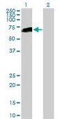Anti-HNF1B antibody produced in mouse purified immunoglobulin, buffered aqueous solution
