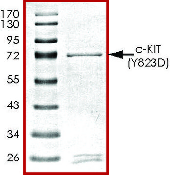 c-KIT (Y823D), active, GST tagged human PRECISIO&#174;, recombinant, expressed in baculovirus infected Sf9 cells, &#8805;70% (SDS-PAGE), buffered aqueous glycerol solution