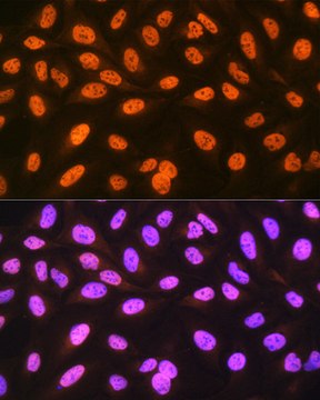 Anti-hnRNP C Antibody, clone 7A10N5, Rabbit Monoclonal