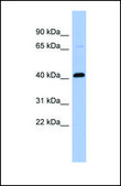 Anti-CFP antibody produced in rabbit affinity isolated antibody