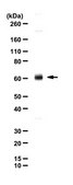 Anti-Vesicular Glutamate Transporter 3 (VGLUT3) Antibody serum, from guinea pig