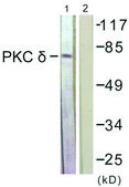Anti-PKC &#948; antibody produced in rabbit affinity isolated antibody