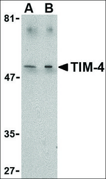 Anti-TIM-4 antibody produced in rabbit affinity isolated antibody, buffered aqueous solution