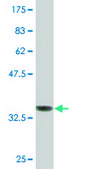 Monoclonal Anti-HMGCS2, (C-terminal) antibody produced in mouse clone 1E9, purified immunoglobulin, buffered aqueous solution