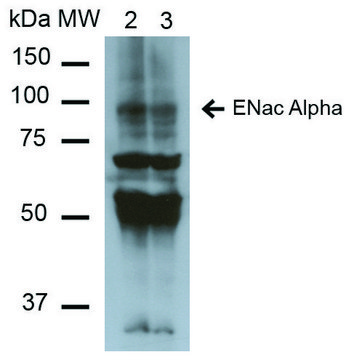 Monoclonal Anti-ENaC alpha-Biotin antibody produced in mouse clone 2G4