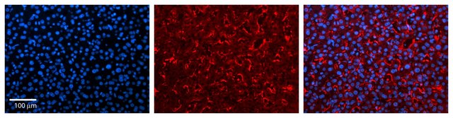 Anti-FMO3 antibody produced in rabbit affinity isolated antibody