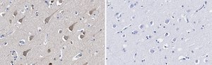 Anti-LC3A Antibody, clone 3J12 ZooMAb&#174; Rabbit Monoclonal recombinant, expressed in HEK 293 cells