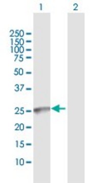 Anti-GALNT9 antibody produced in rabbit purified immunoglobulin, buffered aqueous solution