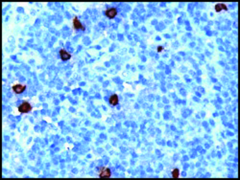 Anti-DOK5 antibody produced in goat affinity isolated antibody, buffered aqueous solution