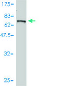 Monoclonal Anti-BLK antibody produced in mouse clone 3E5-3A8, purified immunoglobulin, buffered aqueous solution