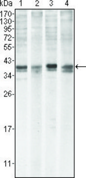 Monoclonal Anti-MCL1 antibody produced in mouse clone 8C6, purified immunoglobulin, buffered aqueous solution