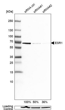 Monoclonal Anti-ESR1 antibody produced in mouse Prestige Antibodies&#174; Powered by Atlas Antibodies, clone CL1196, purified immunoglobulin, buffered aqueous glycerol solution