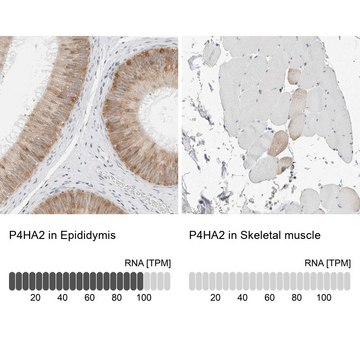 Anti-P4HA2 antibody produced in rabbit Prestige Antibodies&#174; Powered by Atlas Antibodies, affinity isolated antibody, buffered aqueous glycerol solution