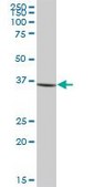 Anti-CTSG antibody produced in mouse IgG fraction of antiserum, buffered aqueous solution