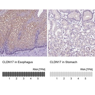 Anti-CLDN17 antibody produced in rabbit Prestige Antibodies&#174; Powered by Atlas Antibodies, affinity isolated antibody, buffered aqueous glycerol solution