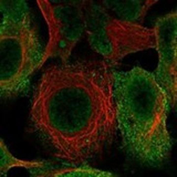 Anti-EPN1 antibody produced in rabbit Prestige Antibodies&#174; Powered by Atlas Antibodies, affinity isolated antibody, buffered aqueous glycerol solution