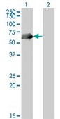 Monoclonal Anti-CDC25C antibody produced in mouse clone 3B11, ascites fluid