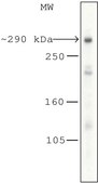 Anti-mTOR antibody produced in rabbit 1.0-1.5&#160;mg/mL, affinity isolated antibody, buffered aqueous solution