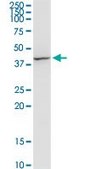 Monoclonal Anti-FLOT2, (N-terminal) antibody produced in mouse clone 3G6, purified immunoglobulin, buffered aqueous solution
