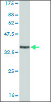 ANTI-EPHA5 antibody produced in mouse clone 5C8, purified immunoglobulin, buffered aqueous solution