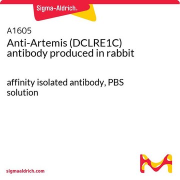 Anti-Artemis (DCLRE1C) antibody produced in rabbit affinity isolated antibody, PBS solution