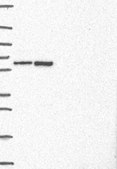 Anti-TOR1AIP1 antibody produced in rabbit Prestige Antibodies&#174; Powered by Atlas Antibodies, affinity isolated antibody, buffered aqueous glycerol solution