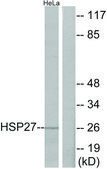 Anti-HSP27 antibody produced in rabbit affinity isolated antibody