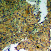 Anti-phospho-Fructose 6 Phosphate Kinase (pSer483) antibody produced in rabbit affinity isolated antibody