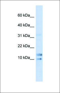 Anti-IL15 antibody produced in rabbit affinity isolated antibody