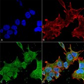 Monoclonal Anti-Notch1 - Atto 488 antibody produced in mouse clone S253-32, purified immunoglobulin