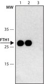 Monoclonal Anti-FTH1 antibody produced in mouse ~1.0&#160;mg/mL, clone FTH24, purified immunoglobulin