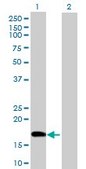 Anti-POLE3 antibody produced in mouse purified immunoglobulin, buffered aqueous solution