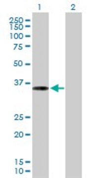 Anti-PPP1R3C antibody produced in mouse purified immunoglobulin, buffered aqueous solution
