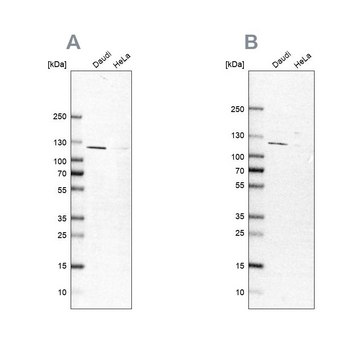 Anti-LEMD3 antibody produced in rabbit Prestige Antibodies&#174; Powered by Atlas Antibodies, affinity isolated antibody