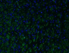 Anti-MAG Antibody, clone 513, Alexa Fluor&#8482; 488 Conjugate clone 513, from mouse, ALEXA FLUOR&#8482; 488