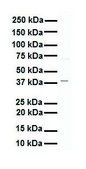 Anti-AGER (AB2) antibody produced in rabbit IgG fraction of antiserum