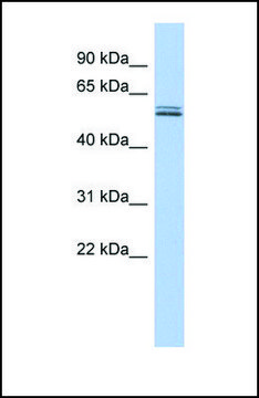 Anti-BTN2A1, (N-terminal) antibody produced in rabbit affinity isolated antibody