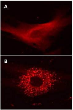 LentiBrite RFP-LC3 Lentiviral Biosensor